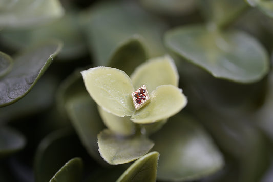 4 Gem Harlequin